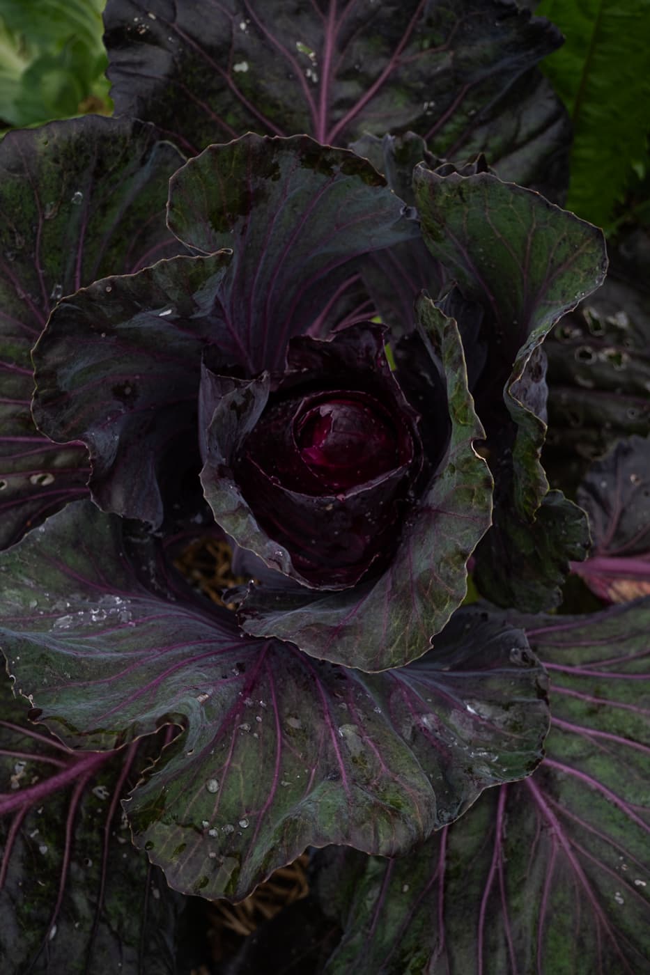 Red cabbage background